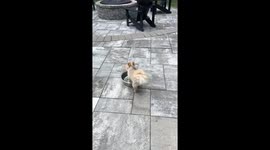 Lala Has a Pool but Prefers Her Water Bowl