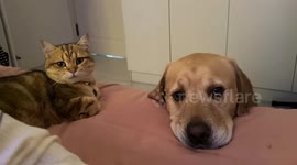 Cat stays composed despite dog’s excitement in Chongqing, China