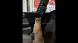 Alert cat sitting upright in car reacts to passerby in Sichuan, China