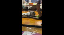 Cat inspects and licks grape in Jilin, China