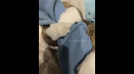 Clingy cat refuses to let go in Guangdong, China
