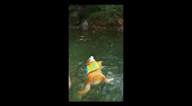 Shiba Inu pretends to be lifeless while floating in water in Jiangxi, China