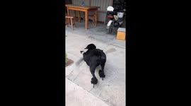 Dog wearing high heels chases cat in Jiangsu, China