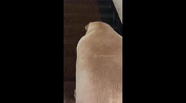 Overweight Labrador carefully walks down stairs in Guangdong, China