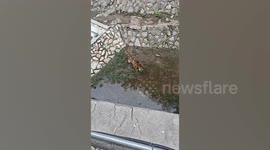 Emaciated tiger seen chewing on grass at zoo in China