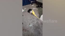 Parrot helps police uncover drug trafficking ring in the UK
