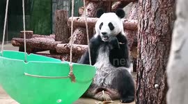 Panda shows off sharp teeth while munching bamboo