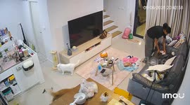 Excited pet cat runs across baby laid out on living room floor