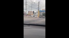 Clever dog waits for traffic to stop before crossing road