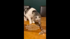 Mischievous cat decides to explore glass bottom and ends up breaking it