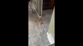 Dachshund’s statue-like stare from the staircase in USA