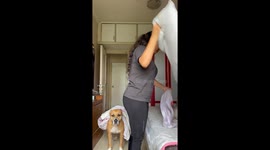 Helpful dog carries bedding in Pune, India