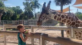 Up Close! Child's Incredible Giraffe Feeding Experience at the Zoo