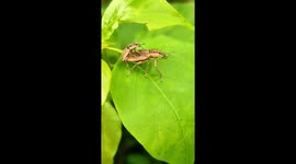 Nature's Taxi: See a Baby Weevil Cruising on Mom's Back in This Sweet Forest Video