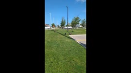 Geese sunbathing in the park in Mississauga, Canada