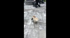 Puppy takes a dip in water bowl in Hebei, China