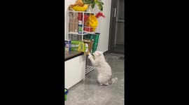 Curious cat scratches snack box in Guangdong, China