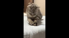 Kitten launches and chases hair band in Jilin, China