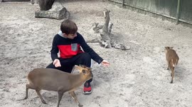 Adorable Encounter: Little Boy Hand-Feeding Gentle Deer in Sanctuary