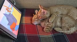 Cats watch cartoon on tablet in Gansu, China