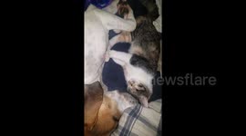 Newsflare Edit - Cute kitten cuddles dog during nap