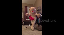 Teddy bear prank ends in fail