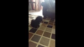 Our puppy deco giving hi 5...