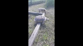 Khoopa the sulcata tortoise is high centered but won't give up!!