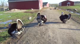 Woman 'talks' to turkeys