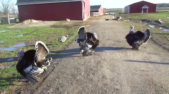 Woman 'talks' to turkeys