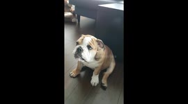 Puppy learns how to balance toys on her head