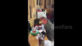 Minnesota Women Attacked By Chicken