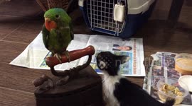 Rescued baby parrot and kitten meet