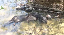 Chill with the otters, Oshka and Uma in the mangoves of Palawan