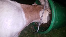 Fat Boy Clyde the Goat steals the horse feed