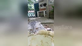 This cat is really thirsty