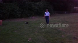 Man walks tiny dog