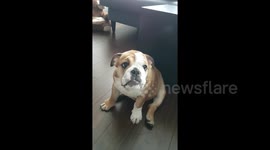 Newsflare Edit - Puppy learns how to balance toys on her head