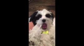 'Intelligent' dog knows how important dental health is