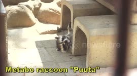 Fat Raccoon of Japan