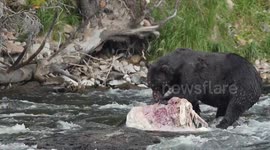 Grizzly bear eats bison carcass in Yellowstone