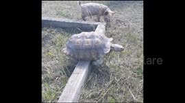 Tortoise is stuck on wooden beam but doesn't give up