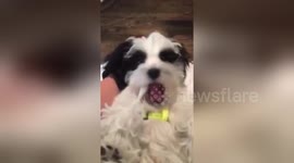 'Intelligent' puppy knows how important his dental health is