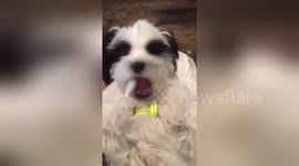 Newsflare Edit - 'Intelligent' puppy knows how important his dental health is
