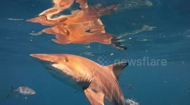 Close encounter with blacktip sharks in Florida