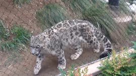Snow Leopard meets a Pumpkin at San Diego Zoo