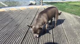 Chihuahua trying to eat an ice cube in the sun to cool down but it's too cold for him!