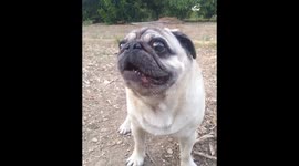 Pugandcat : the face you make when you get interrupted