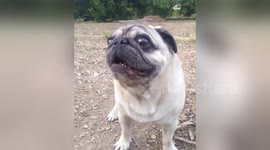 Newsflare Edit - Pugandcat : the face you make when you get interrupted