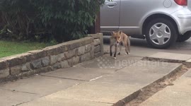 Cheeky fox comes up the driveway